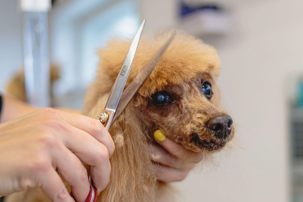 cane pelo riccio