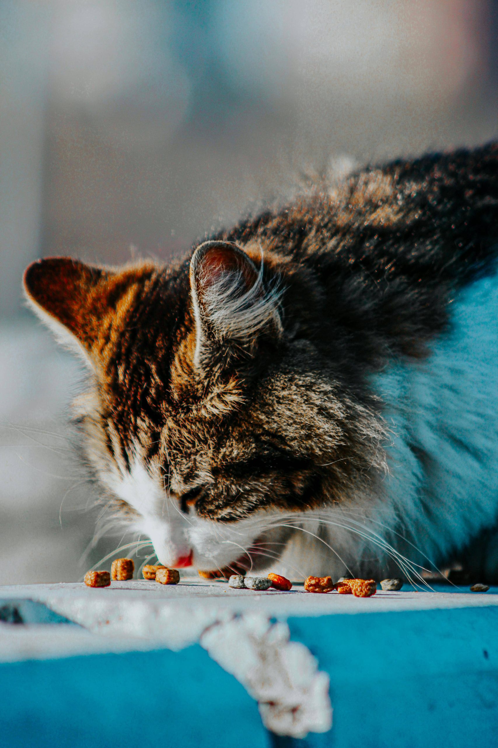 Gatto che mangia croccantini dalla ciotola