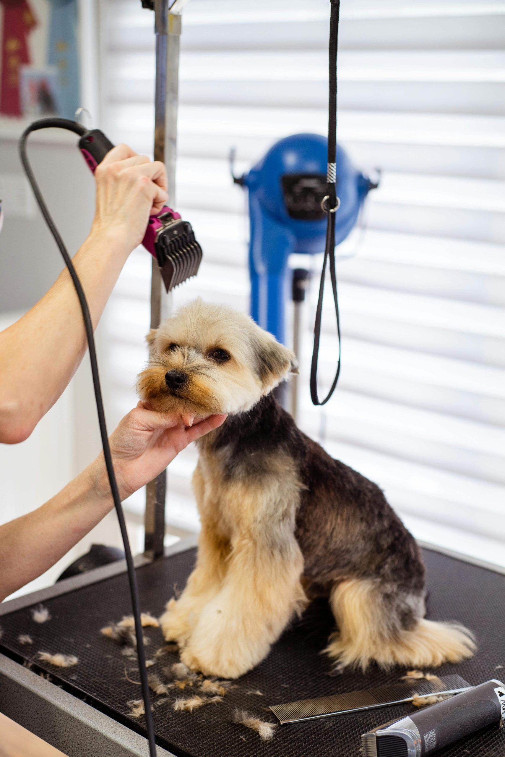 Cane pronto per farsi aggiustare il pelo
