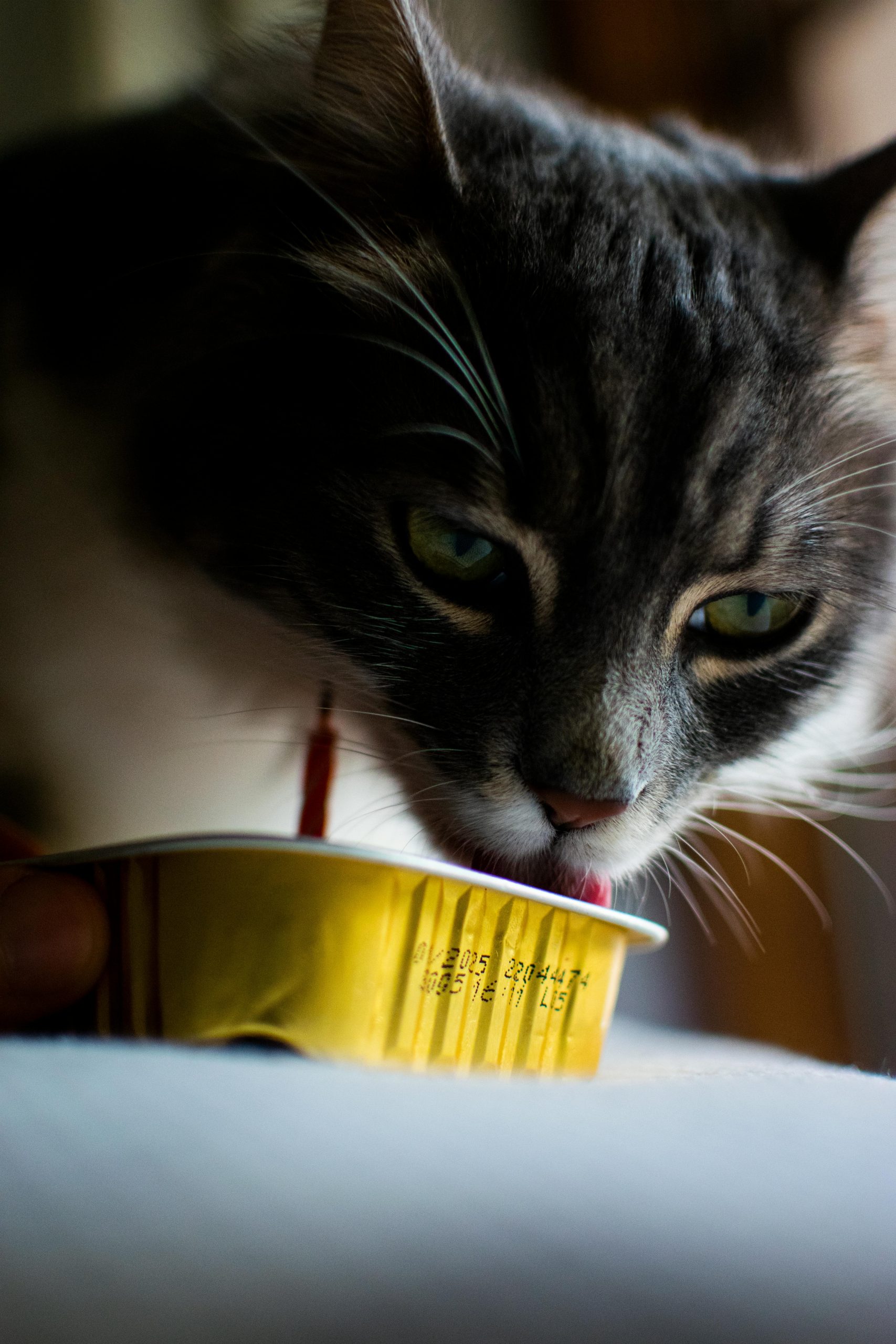 Gatto mangia cibo in scatoletta