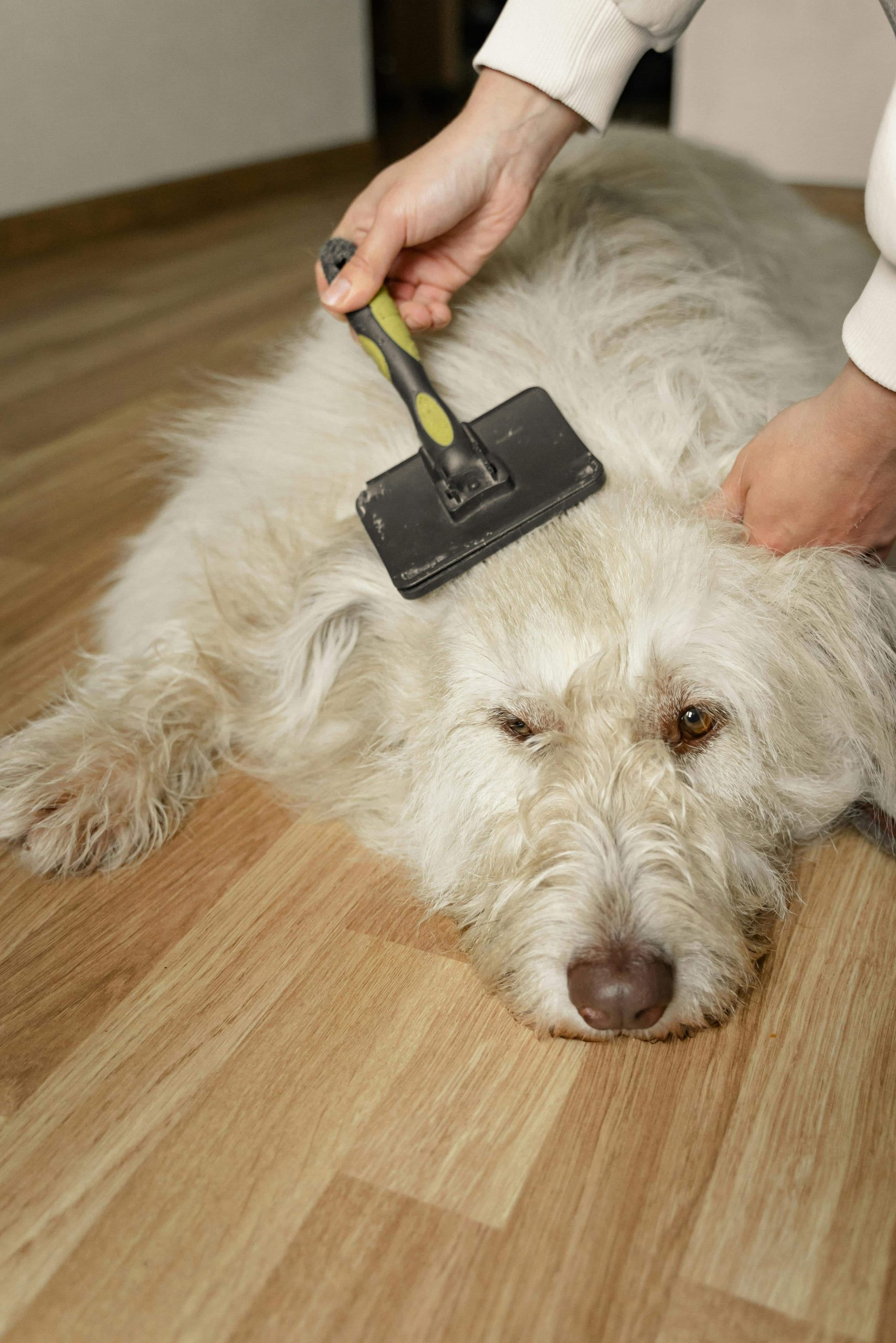 Aggiustamento pelo di un cane con una spazzola